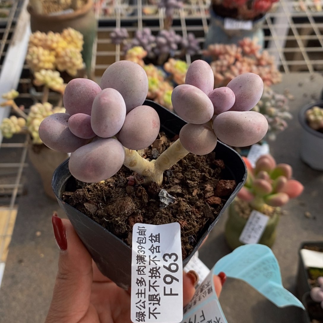 彩虹奶酪963/8c m