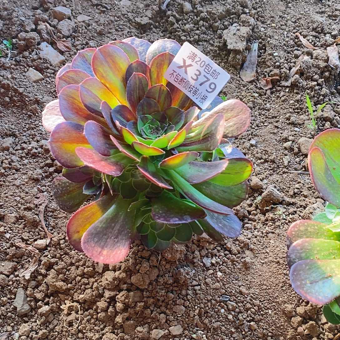 379花月夜多肉法师锦多肉