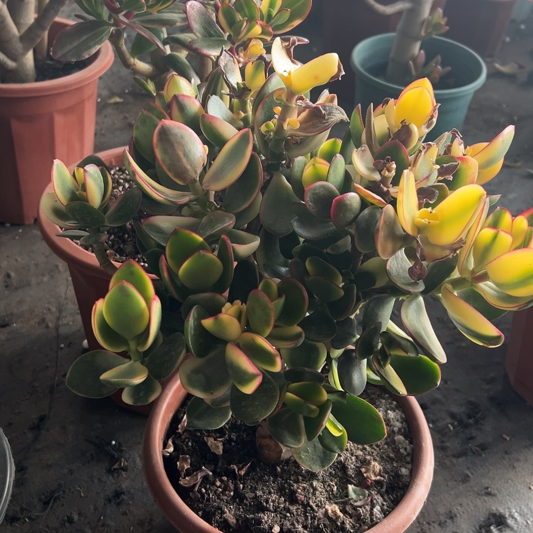 静***绣稀有新花月锦冻伤特价脱土发货1728