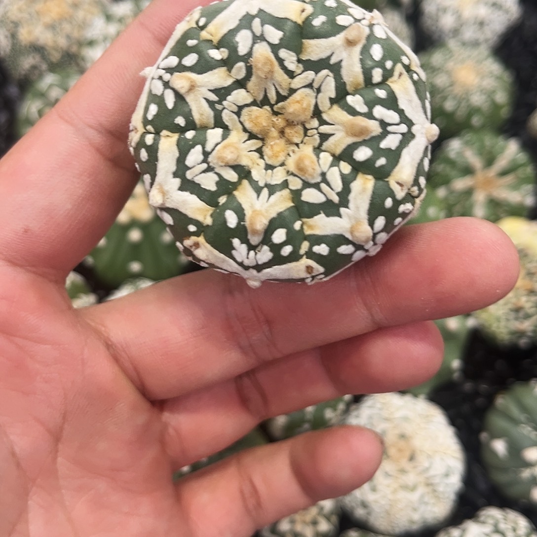 哈哈哈哈哈哈哈ｖ兜