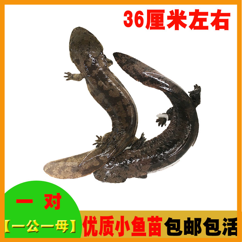 【30-40厘米】娃娃鱼鲜活人工大鲵养殖鱼苗生鲜水产淡水鱼包邮包活