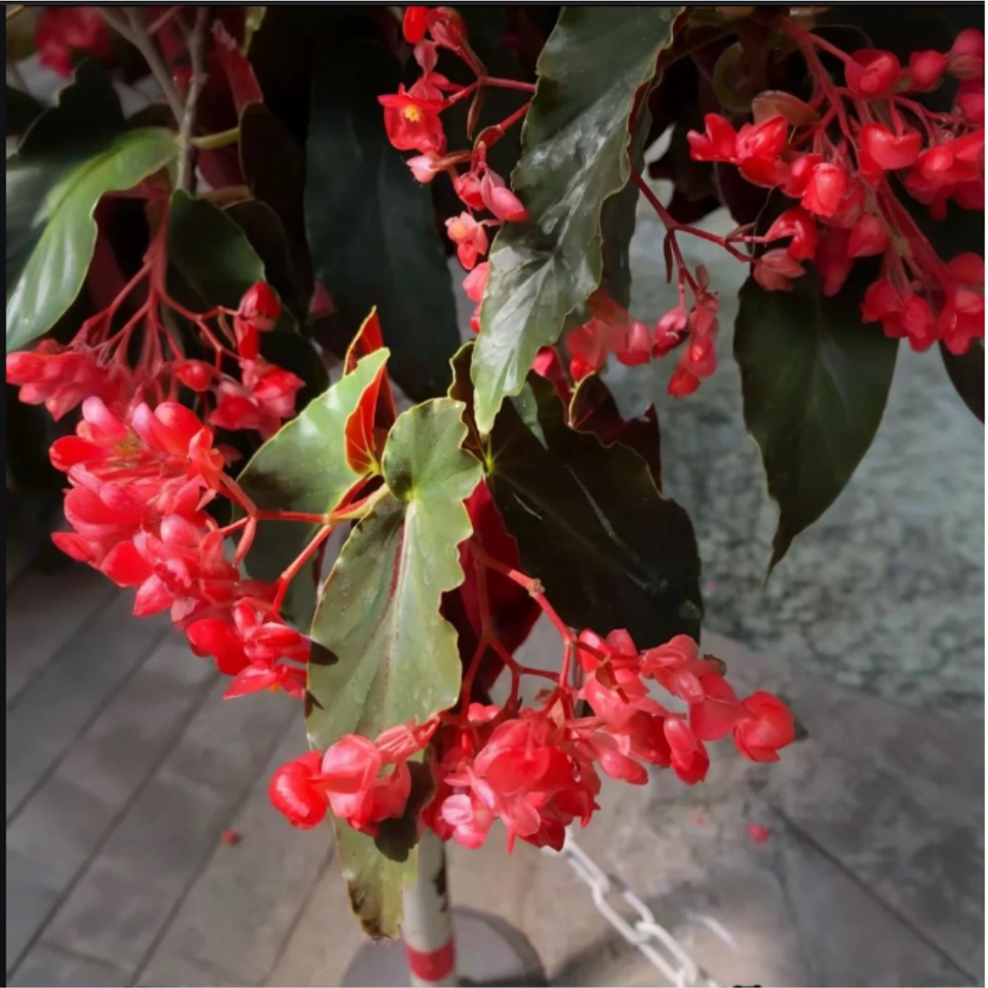 龙翅海棠四季海棠花卉盆栽大叶斑点易活四季阳台观叶秋海棠木本