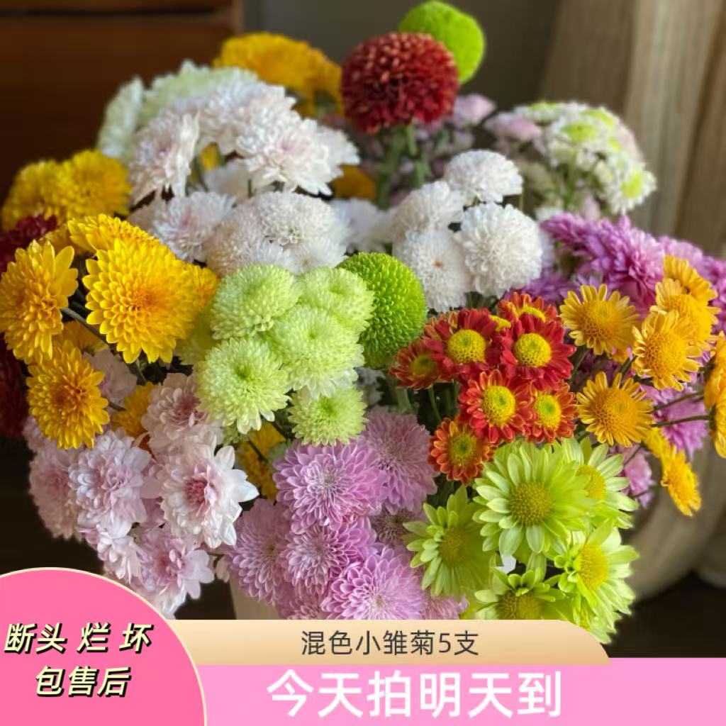 云影精选【混色小雏菊】云南鲜花批发次日达