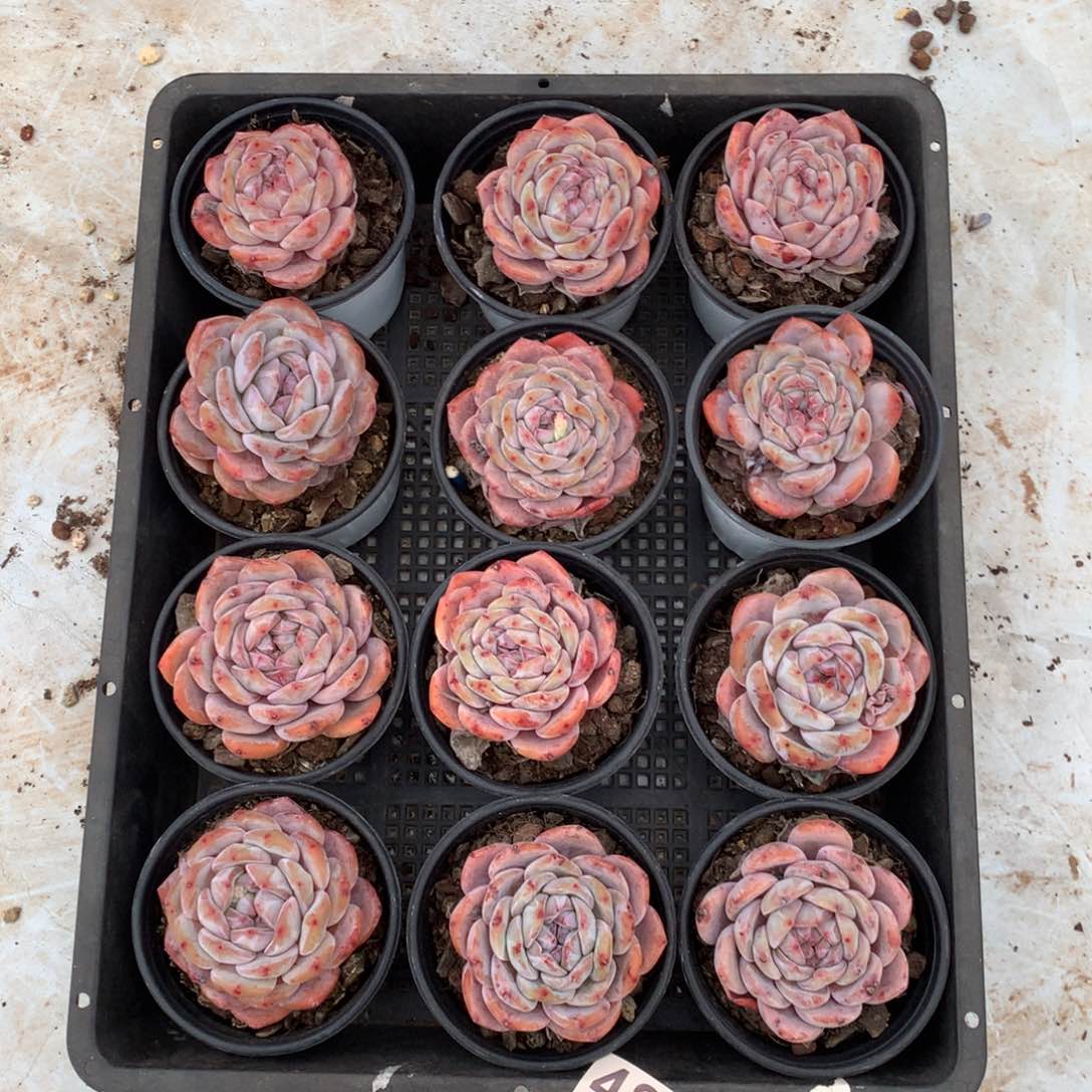 486橙子多肉植物组合