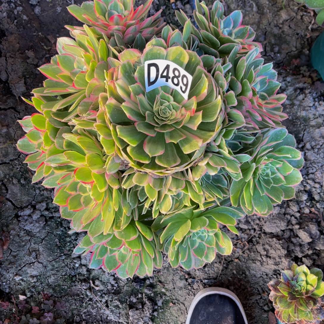 海燕法师26///////13包邮