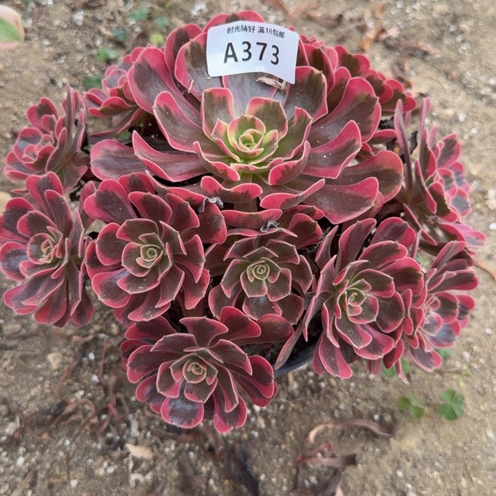 373爱神。多肉植物