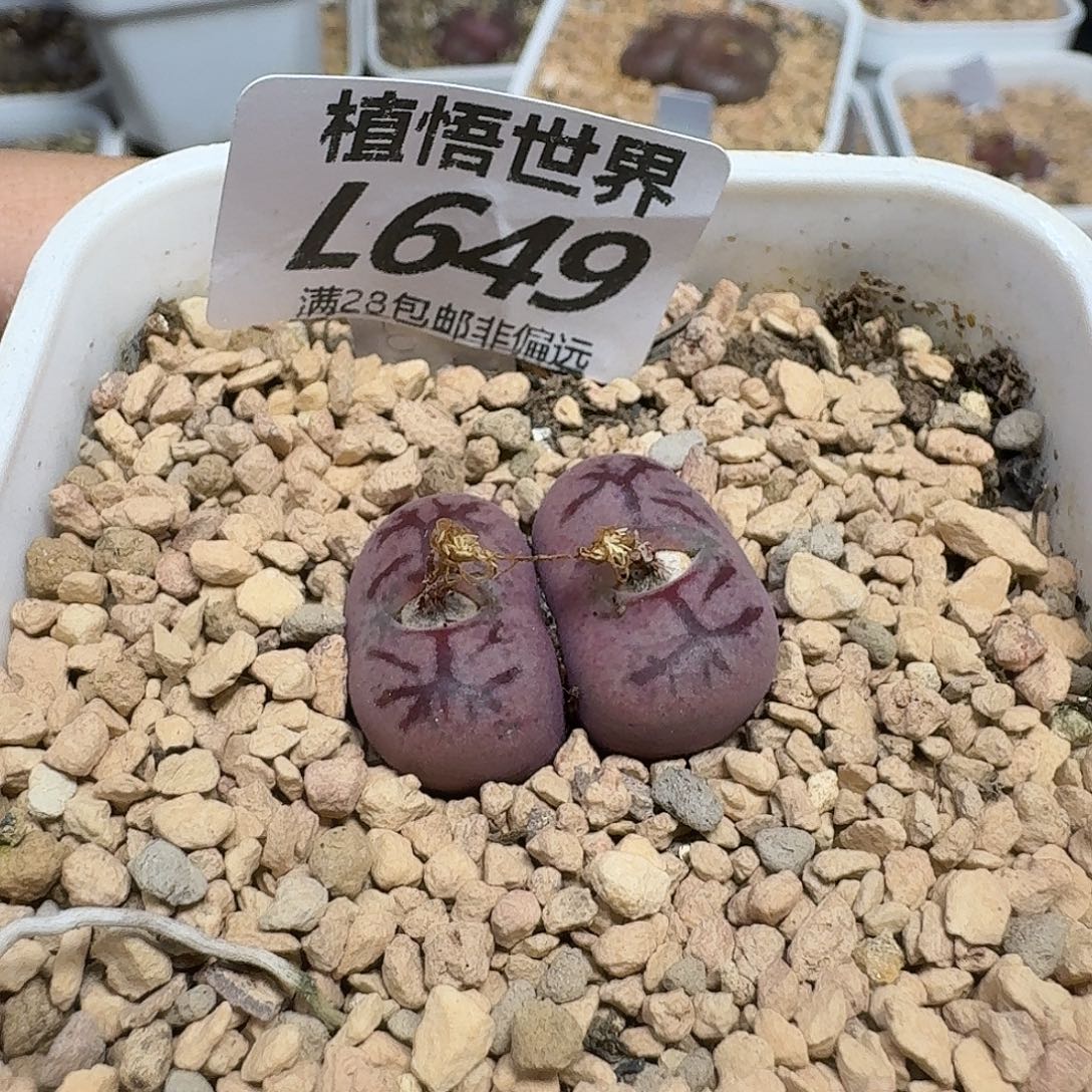 我***名多肉植物的人生fv