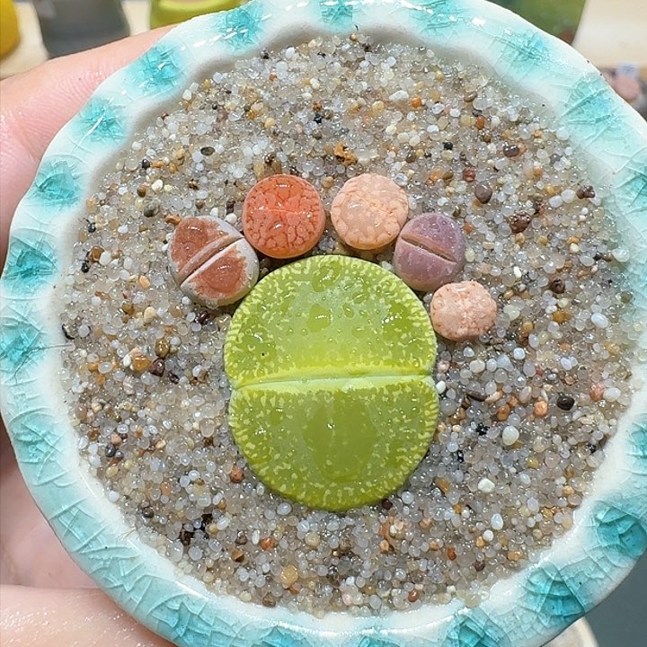 红陶蘑菇829彩拼