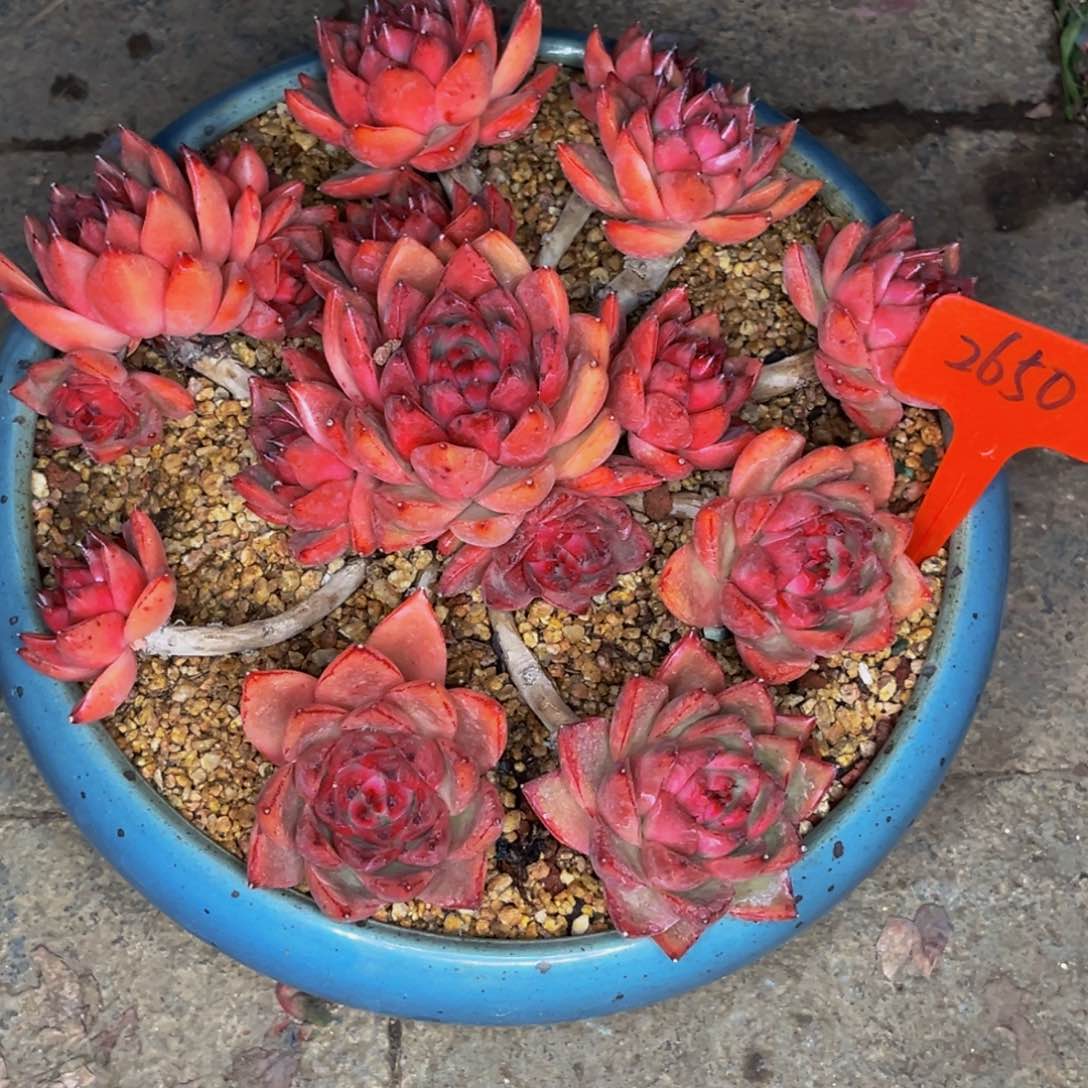 2*2650号晚上多肉植物群生多肉带盆土走物流到付