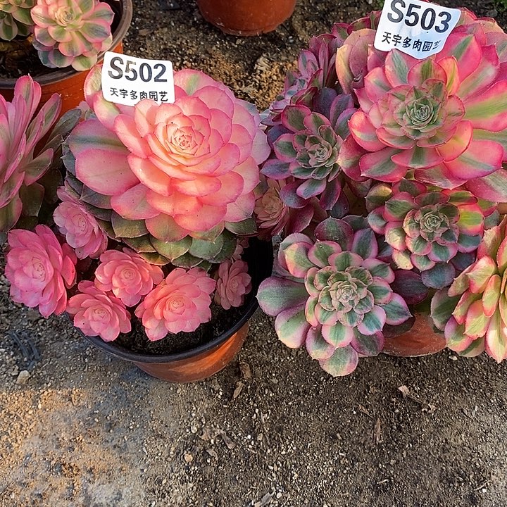 多肉植物套餐503。502