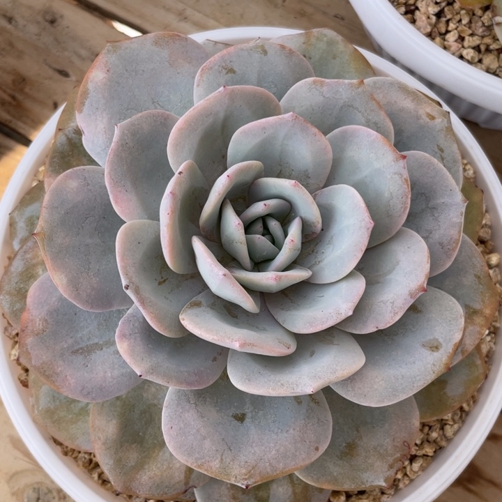 韩版奶茶，粗腿，包正版