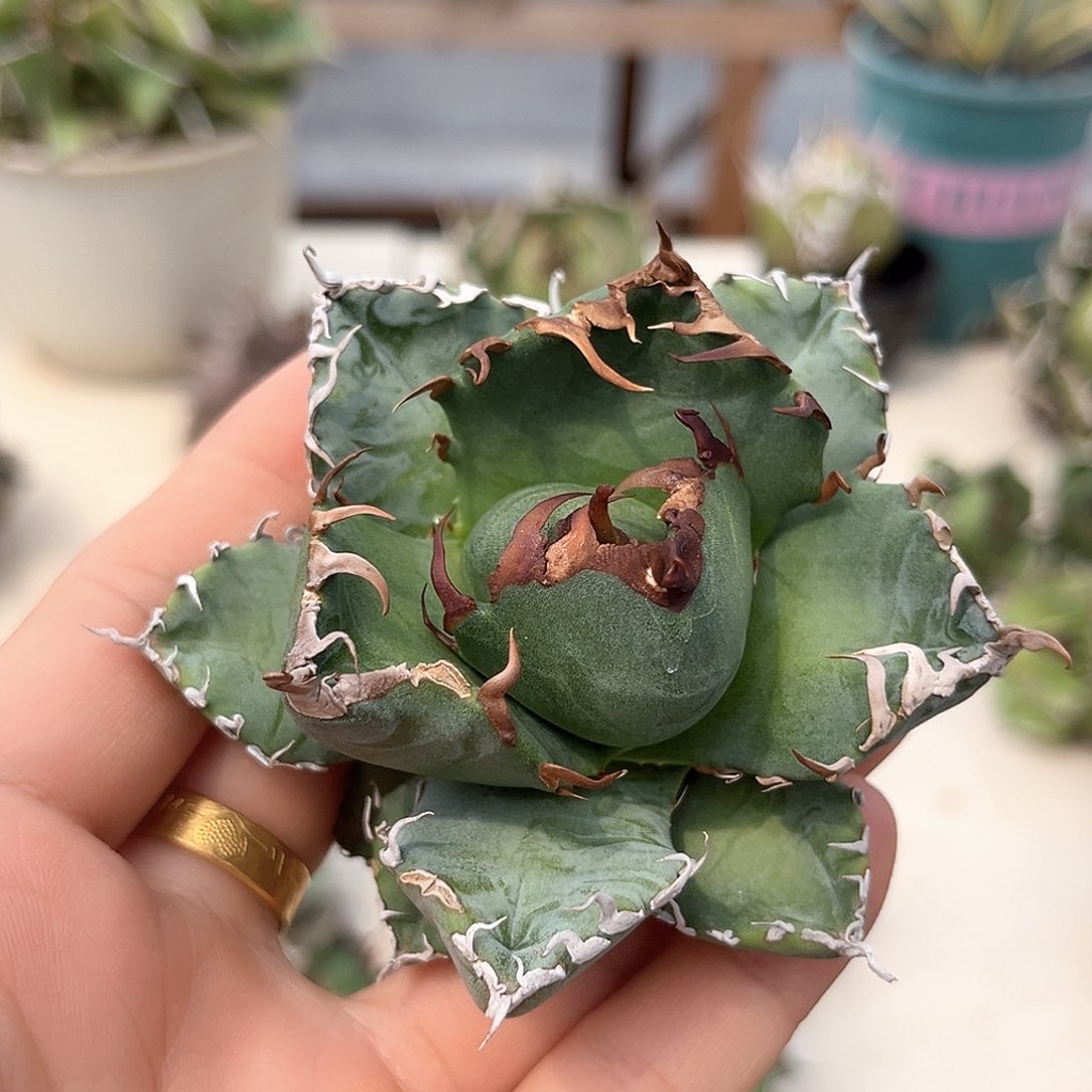 迷****方魔丸龙舌兰脱土发货