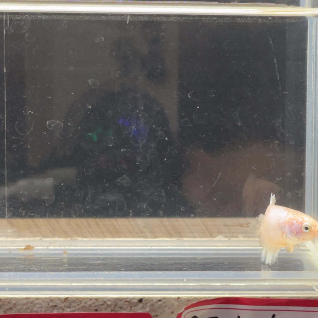 斗鱼泰国斗鱼母鱼专场