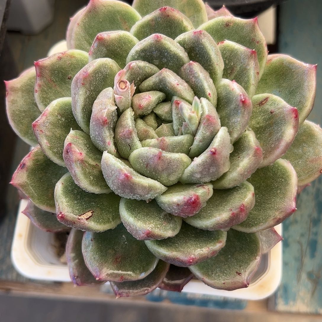 小精灵石化多肉植物