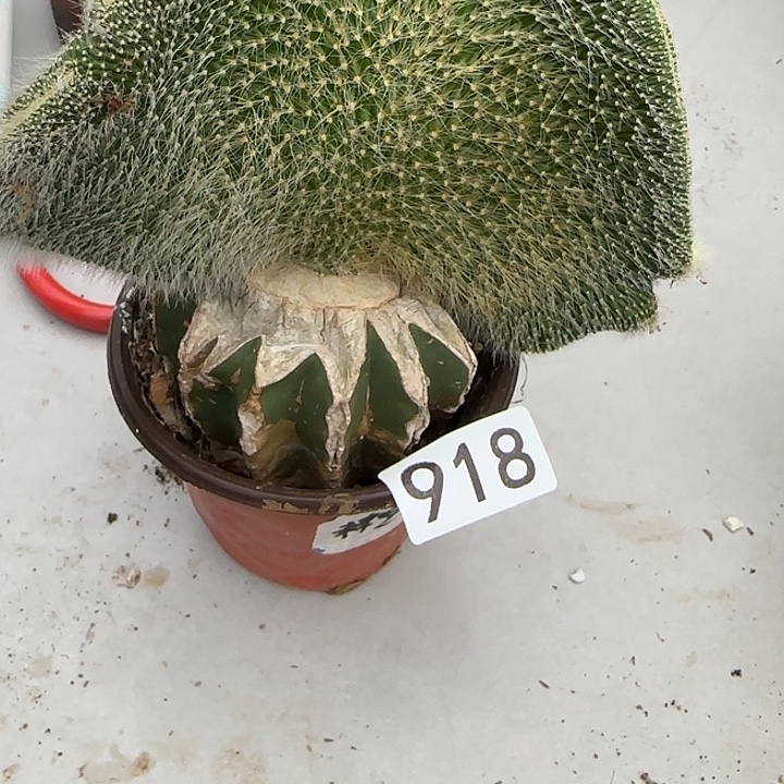 季***末无花朵嫁接九尾狐缀918