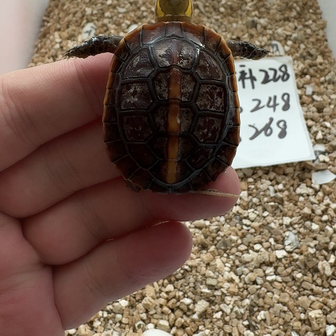 不分公母宠物龟身上裹蛋液，七夕福利zk999