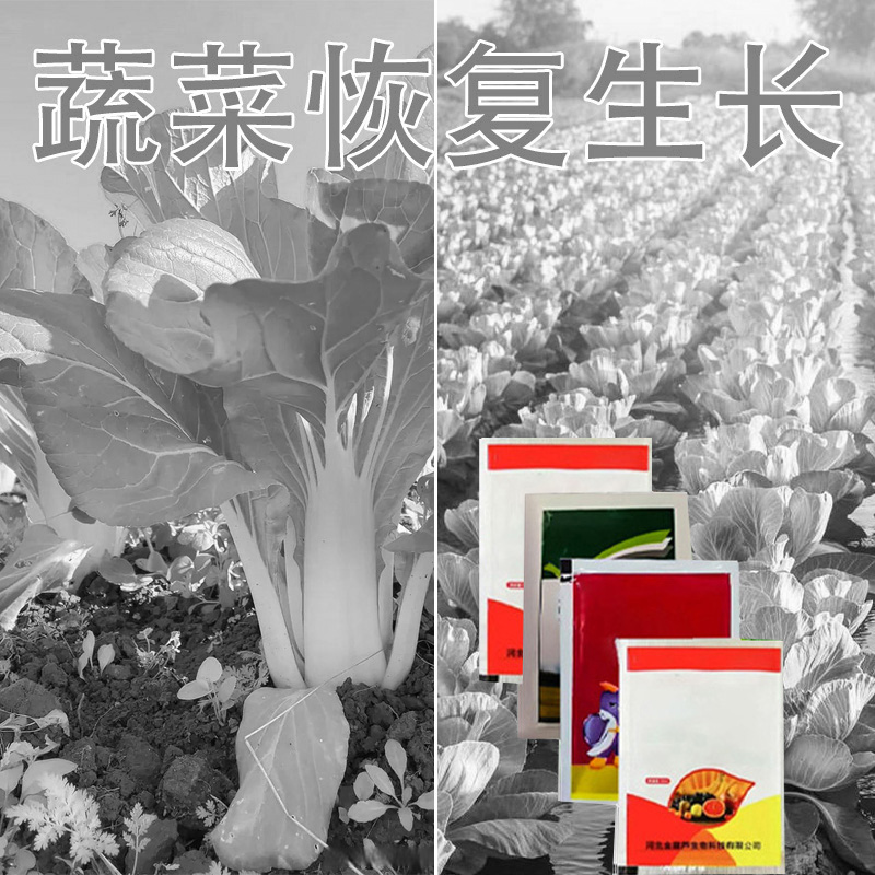 阔叶蔬菜不影响蔬菜生长有机质肥料1