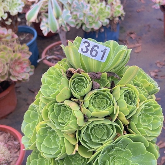 福***制多肉植物一个琉璃