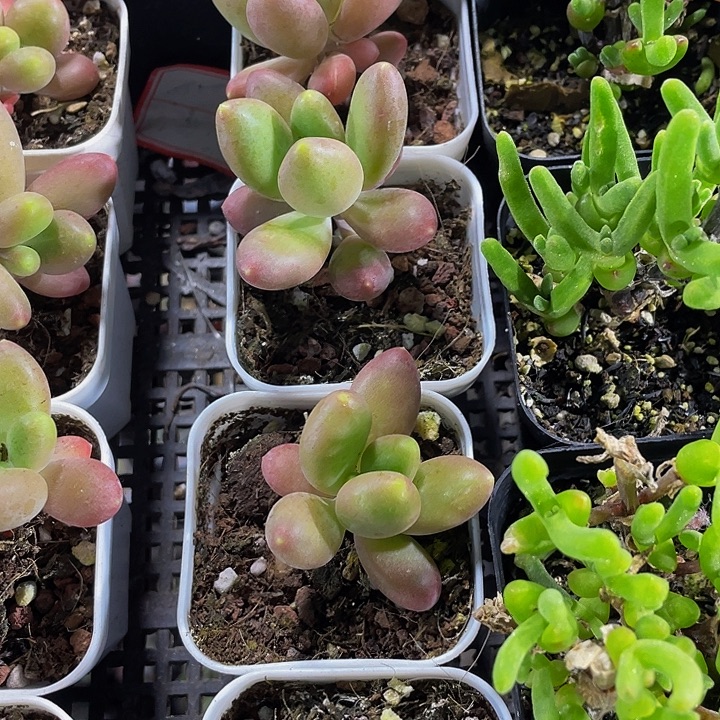 单头芒果奶带盆土土发