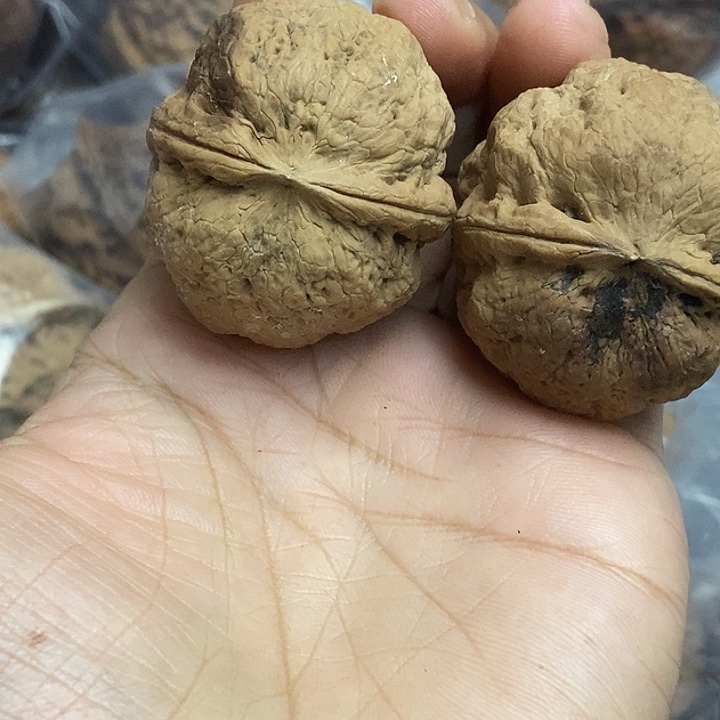 文玩核桃把件云南铁核桃基地6