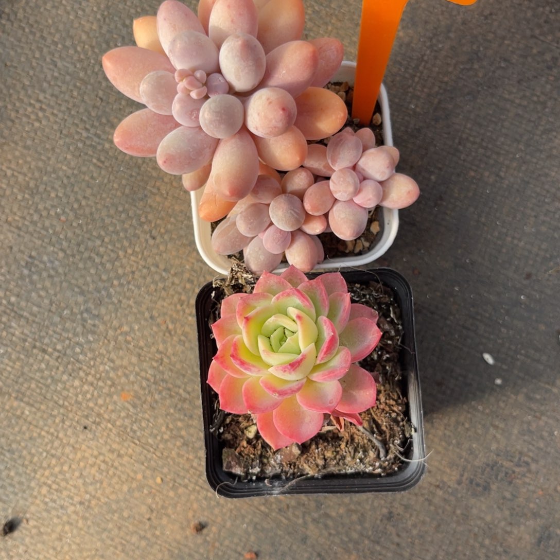 兔***t云尘多肉一物一拍830