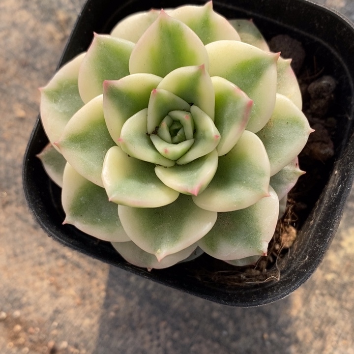 完全开放R**i蜡牡丹锦