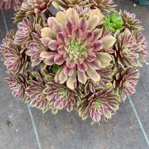 多肉植物花脸粉黛