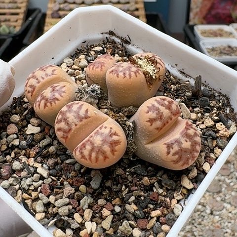 3434，丽虹群生母本带盆土发货