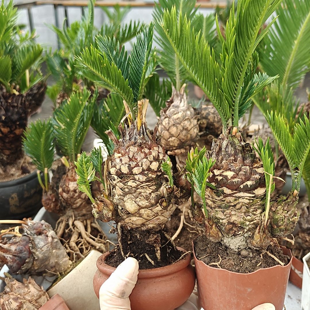 山***心无花朵白鳞铁盆景基地价
