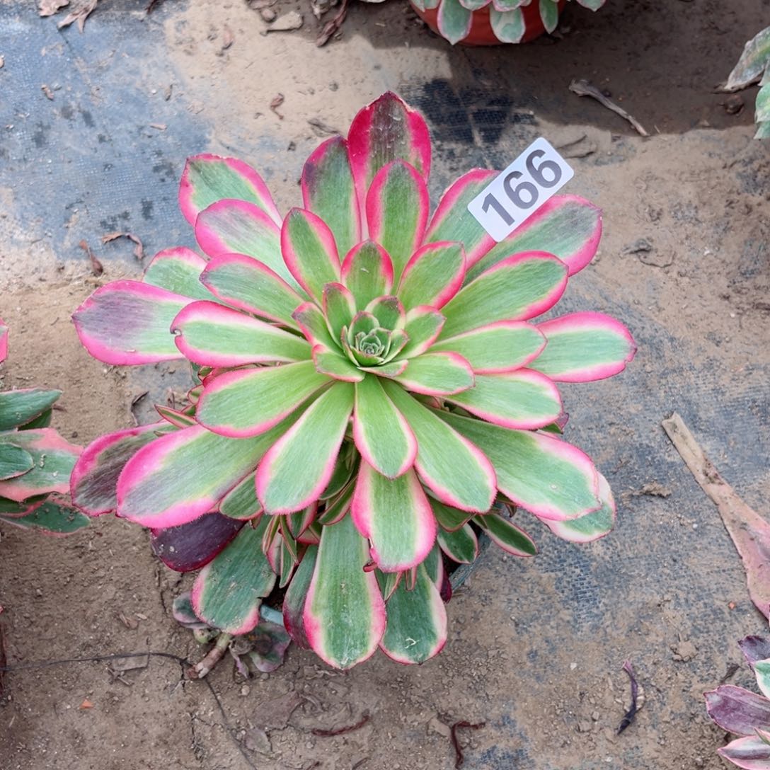 166凤冠法师多肉植物量