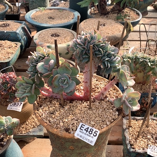 白凤缀化485 退款拉黑需延迟发货