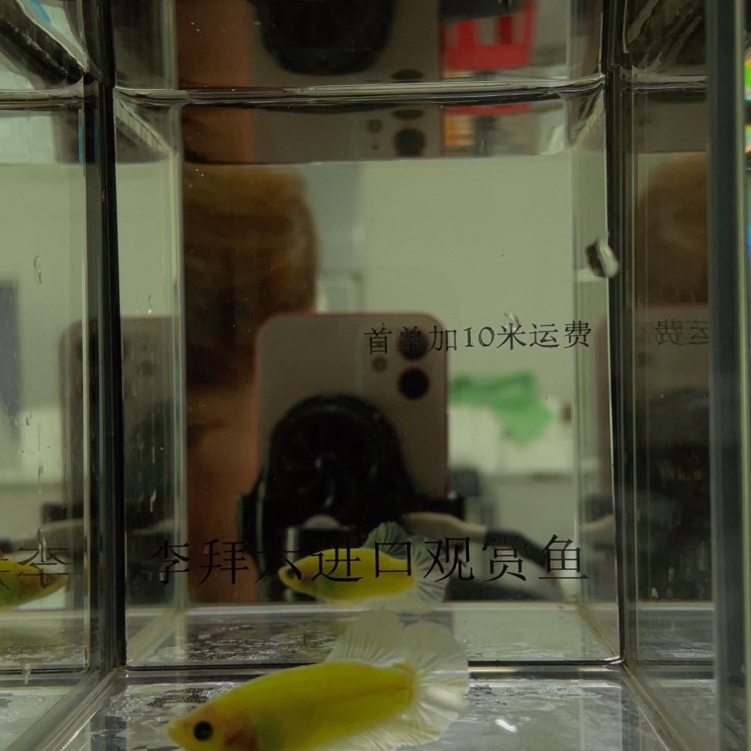 斗鱼印尼精品斗鱼5