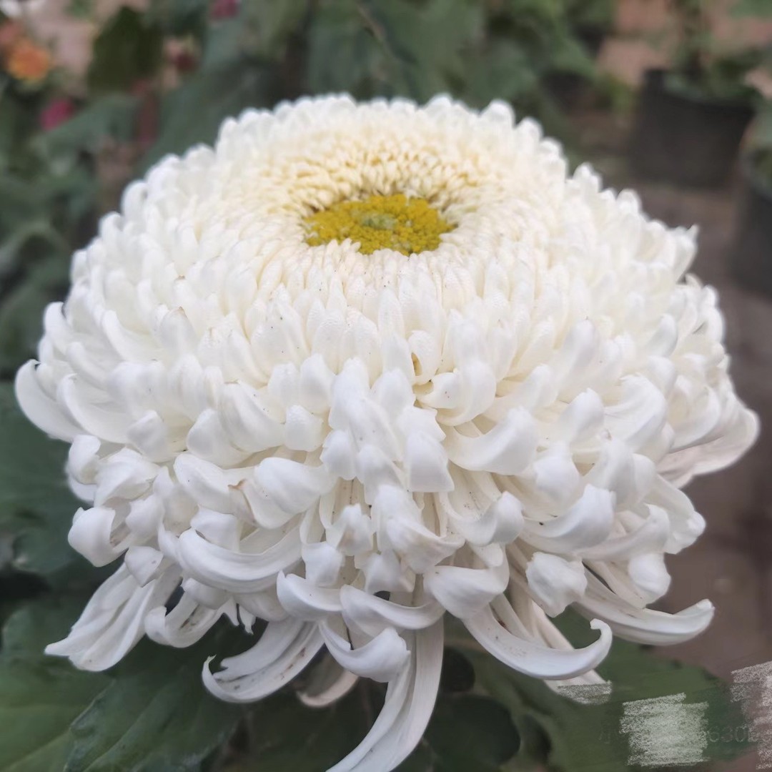 【 恒水映日】大花富贵菊花盆栽九月菊 开花漂亮耐寒