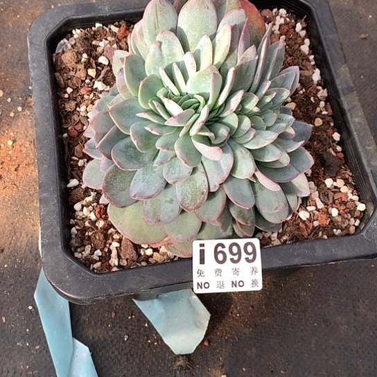 布鲁兰缀699 亏本处理不退不换7-8天发货