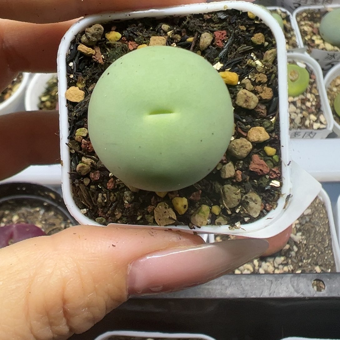 639鸽子蛋带盆土发货