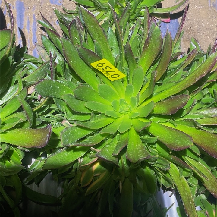 0739光辉多肉植物