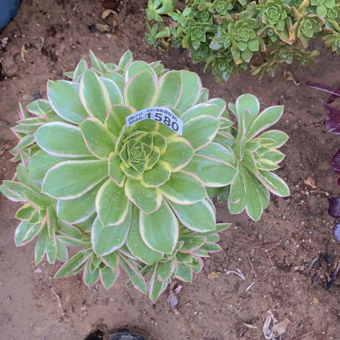 1580 号一物一拍多肉植物
