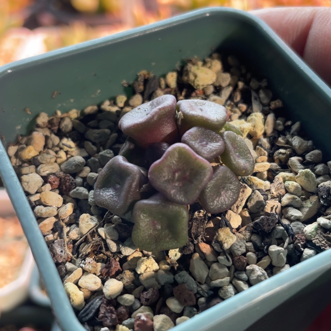 紫体五角星方碗植物一物一拍