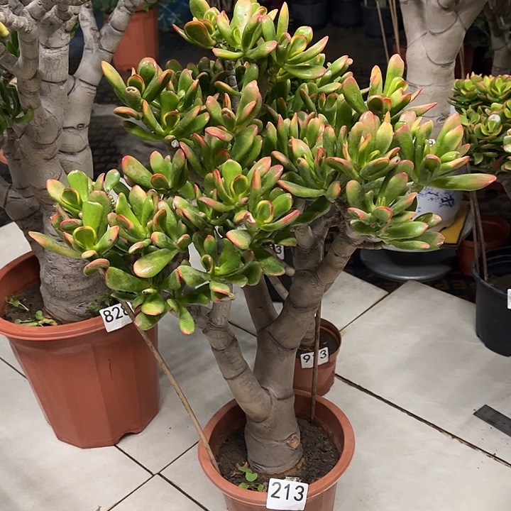 铲叶花月独杆老桩