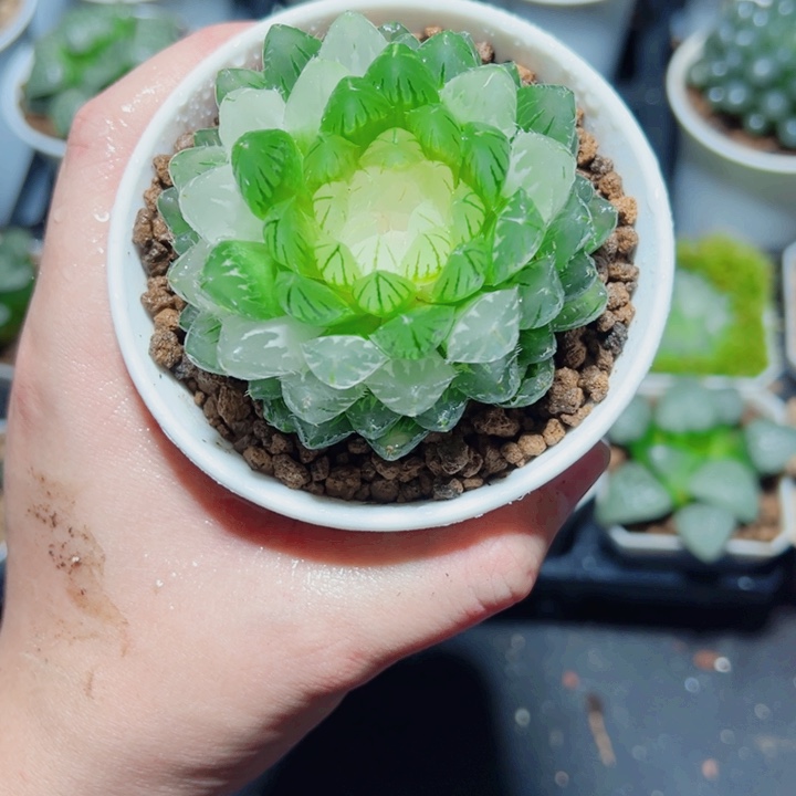 翠云玉露锦多肉植物