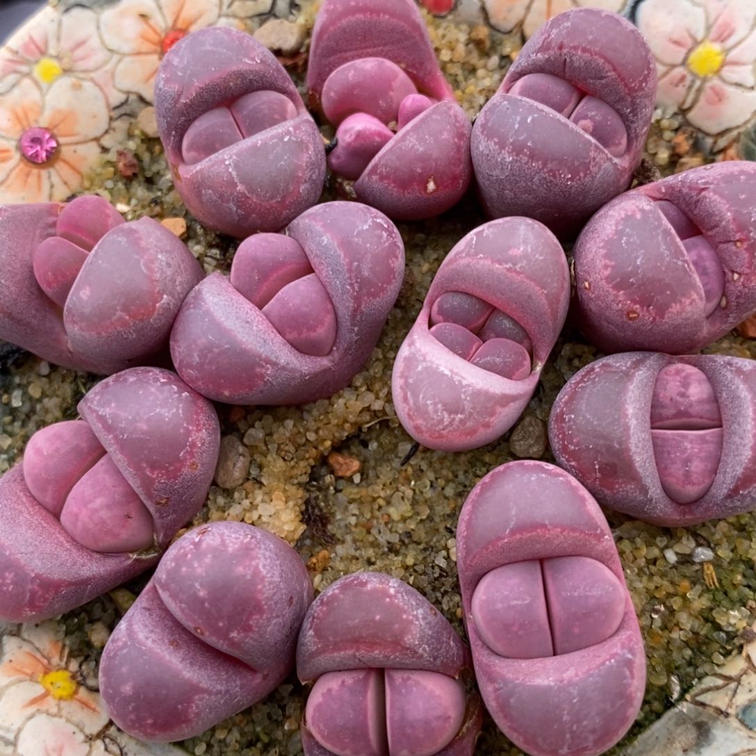 红大内1颗红大内