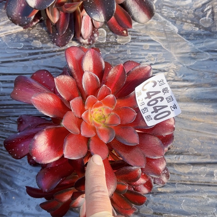4640多肉植物法师法师