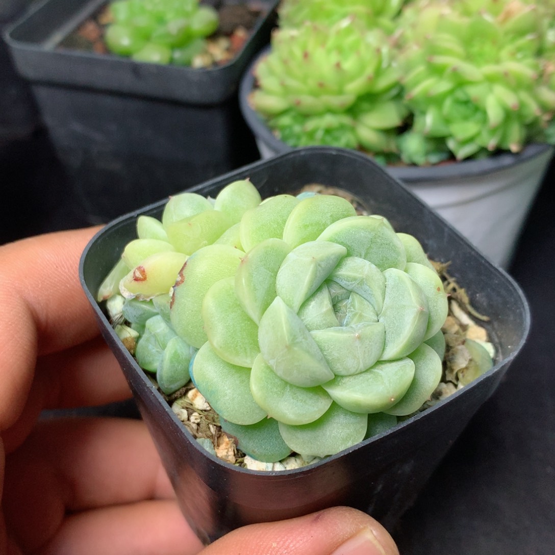 【闪购商品】48 精品多肉一物一拍