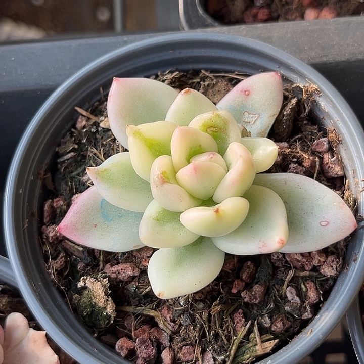 ‘***摇奶油鳄梨白锦多肉