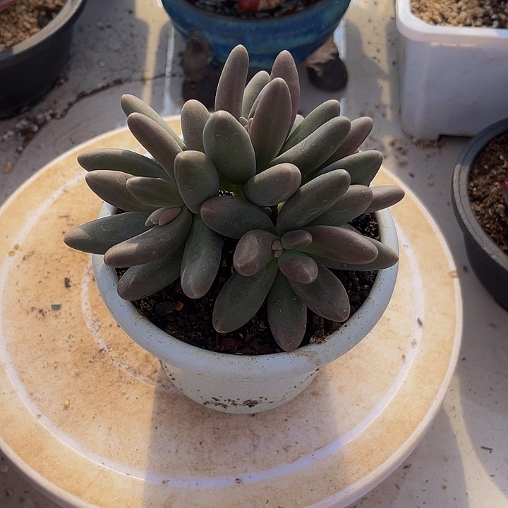 糖果美人一物一拍