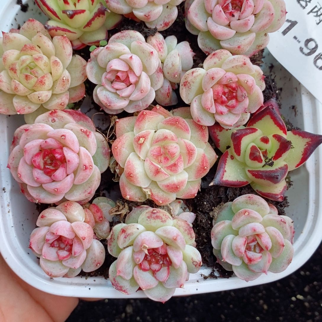 1-960 新疆西藏内蒙不发 12.8包邮2-3公分多肉