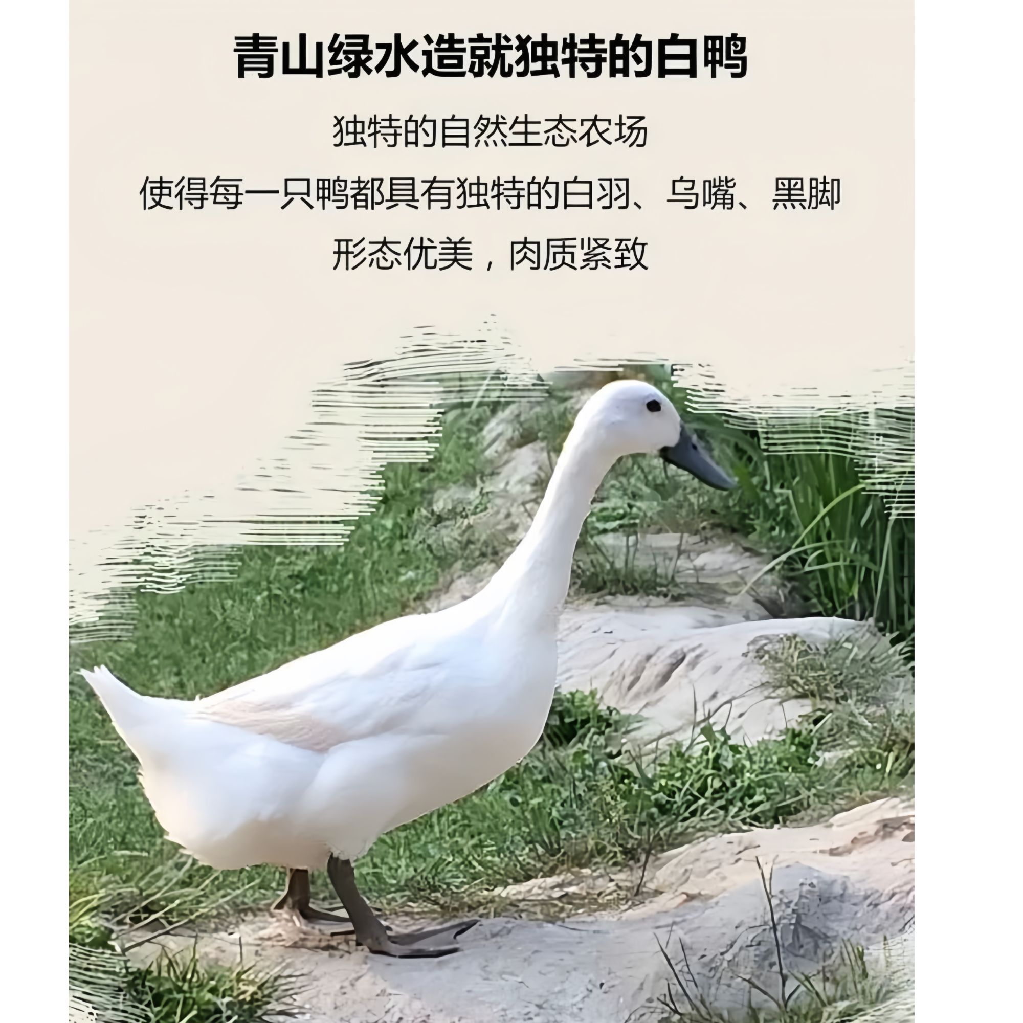 云南元阳梯田白鹭鸭顺丰包邮