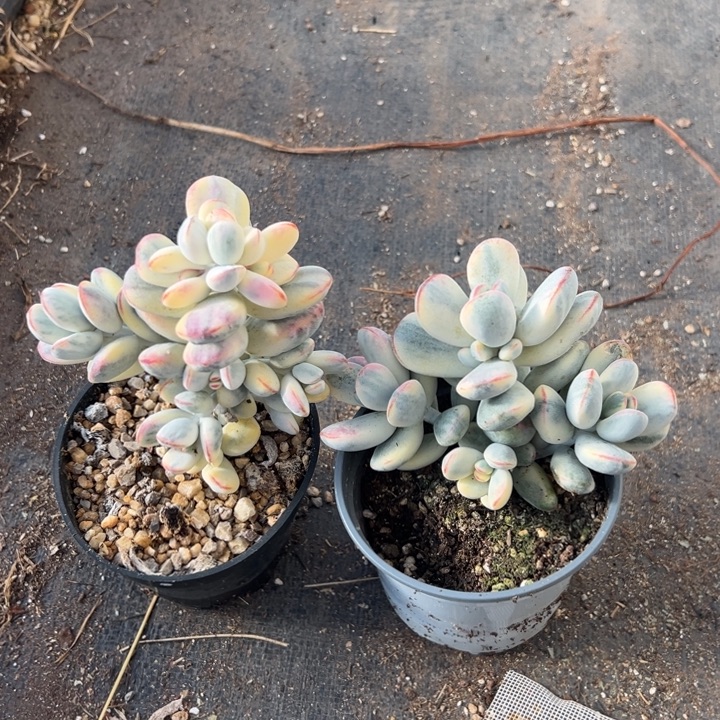 无花朵208号福娘锦两个无砍