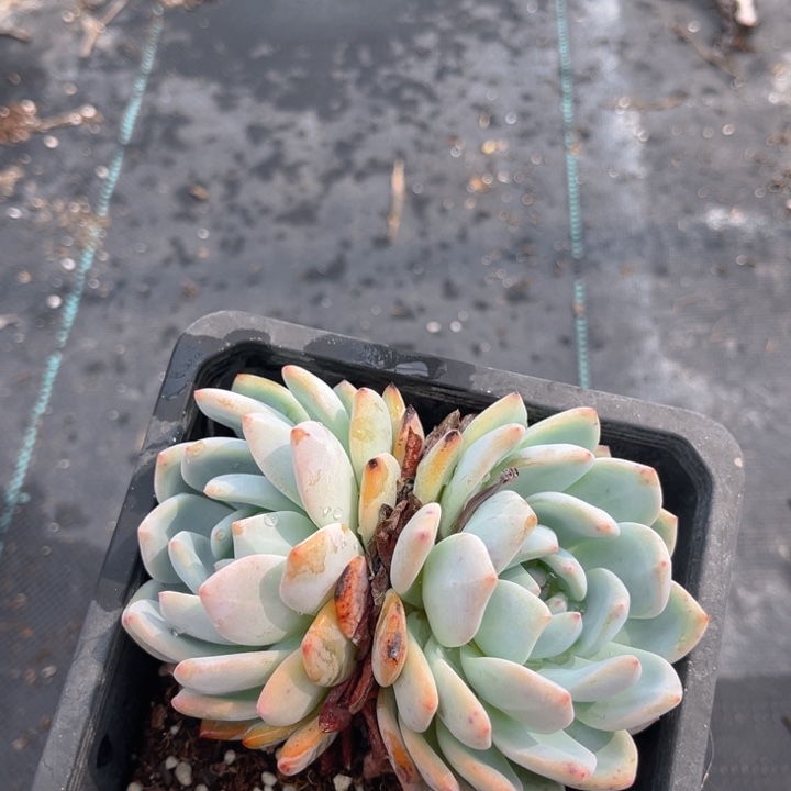 欣*橙萌露一颗双头