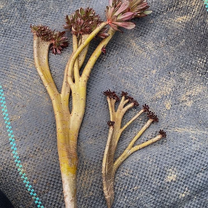 多肉植物保护研究所